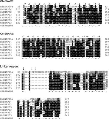 GhSNAP33, a t-SNARE Protein From Gossypium hirsutum, Mediates Resistance to Verticillium dahliae Infection and Tolerance to Drought Stress